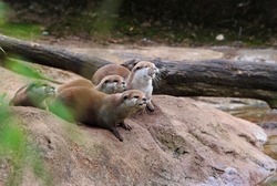 Family group of Asian short-clawed Otters sitting on a large Boulder with a natural background