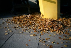 Yellow fallen leaves on the pavement