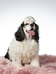American cocker spaniel dog portrait, image taken in a studio with white background.