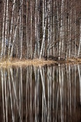 Tall birch tree and reflection no the water during spring time.