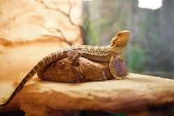 sand lizard in a terrarium, domestic life of pets, a dragon with brown spikes sitting on a stone and looking concentrated, exotic reptile