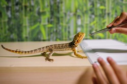 The owner feeds the lizard with special food with tweezers, looks after reptiles at home, an amphibian living in a terrarium, a modern dragon, a place for text