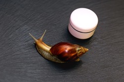 Giant snail Achatina on a black background and a jar of skin care cream. Natural snail collagen for cosmetology and skin rejuvenation. Natural Wildlife Cosmetics