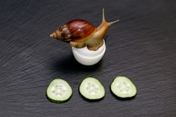 The giant Achatina snail sits on a jar of skin care cream and cucumber slices on a rough black background. Natural snail collagen for cosmetology and skin rejuvenation. Natural Wildlife Cosmetics