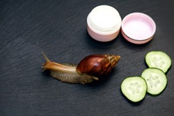 Giant Achatina snail and a jar of skin cream and cucumber slices on a black background. Natural snail collagen for cosmetology and skin rejuvenation. Wildlife natural cosmetics concept
