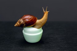 Giant Achatina snail on a jar of face skin cream on a black background. Snail natural collagen concept for cosmetology and skin rejuvenation. Healing and cosmetic properties of snails