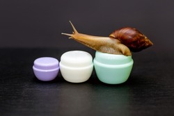 The giant Achatina snail and three jars of face cream on a black background. Snail natural collagen concept for cosmetology and skin rejuvenation. The healing and cosmetic properties of snails