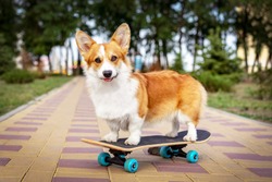 cute dog redhead  pembroke welsh corgi standing  a skateboard on the street for a summer walk in the park