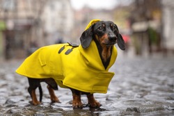 cute dachshund dog, black and tan, dressed in a yellow rain coat stands in a puddle on a city street
