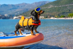 Active dachshund dog in specialized sunglasses for pets with polarizing lenses and life jacket is on stiffest durable inflatable stand up paddle board in sea or ocean. 