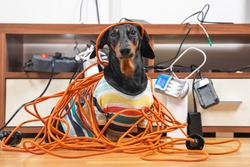 Naughty dachshund was left at home alone and made a mess. Dog in striped t-shirt scattered and tore apart wires and electrical appliances.