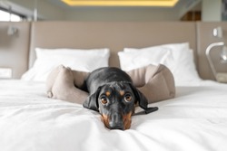 Cute dachshund pet lies in dog bed at dog-friendly hotel looking at camera. Black domestic friend relaxes in room on vacation close view