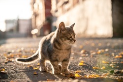 a gray stray cat is watching the street under the sunlight. abandoned homeless cat. pet on the street