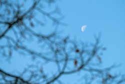 Half moon high in the blue sky through the branches of an autumn tree