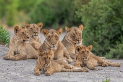 pride of lions resting, relaxed lions, lion family with cubs relaxing