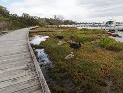 Nature board walk on Raymond Island with Swans and Cygnets, Boats at Jetty's.  East Gippsland. Paynesville, Victoria. 
