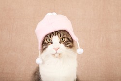 Cute cat kitten with pink cap hat