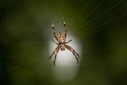 Macro view of cross spider (Araneus diadematus) in cobweb over light spot on green garden background