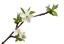 Closeup of blooming apple twig covered by water drops isolated on white