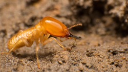 Close up termite soldiers are guarding the nest, Subterranean termites are the pest that will cause damage or destruction. If there is no control, They destroy the old wood rotting of the house