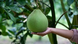 Hand holding pomelo citrus fruit (Citrus maxima) on the branch of the tree on background of green leaves are highly nutritious and health benefits, tropical pomelo tree, close-up