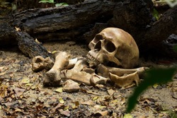 Skull and bones buried of human dug from a pit in the graveyard or cemetery on the ground in the forest, the concept of scary crime scene of horror or thriller movies, Halloween theme, still lifestyle