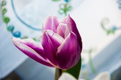 Lovely tender flowers of tulips of purple and creamy white color. Still life. Calm light blue curtain background (11)