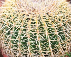 Echinocactus cactus close-up. Thick yellow spines of a needle on geometric ribs, a beautiful dangerous plant. Echinocactus cactus texture, natural desert plant