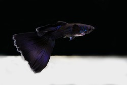 spectacular blue moscow guppy show