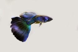 Male blue moscow guppy on white