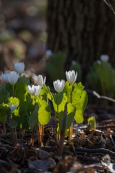 Sanguinaria canadensis is also known as Canada puccoon, bloodwort,redroot, red puccoon, and sometimes pauson