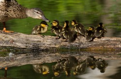 Mallard Duck hen and her ducklings
