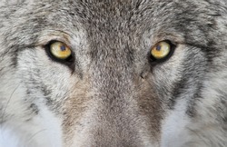 Timber wolf portrait. A close-up photo of a menacing wolf with a yellow eyes