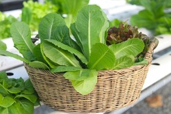 Vegetables salad, Green Cos Lettuce, Red Oak Lettuce , Green Oak Lettuce and Green Butterhead Lettuce in basket from hydroponic farm. Concept of healthy food and growing organic vegetable garden.