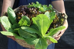 Vegetables salad, Green Cos Lettuce, Red Oak Lettuce , Green Oak Lettuce and Green Butterhead Lettuce in basket from hydroponic farm. Concept of healthy food and growing organic vegetable garden.