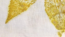 
Texture and pattern of natural leaf in yellow color from eco print process. Eco-printing is a technique where plants, leaves and flowers leave shapes, color and marks on fabric background. 