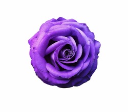 Top view of bright vivid purple flower isolated on white background,vibrant violet flower 
