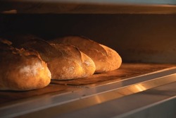 Close-up Batch of fresh buns of artisan bread baked in an oven in cooking and eating concept