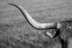 Longhorn in Black and White