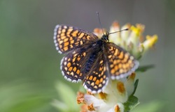 Brown butterfly on a flower on a summer meadow