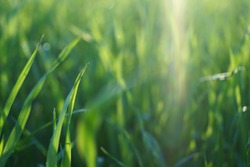 Bright vibrant green grass on the field under sun rays, close-up view.