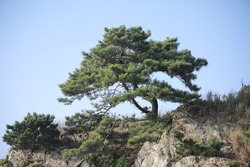 Pine trees near the beach in Korea.