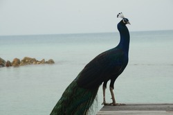 Peacock standing on a wooden bridge at the beach