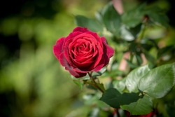 Classic red rose in full bloom 
