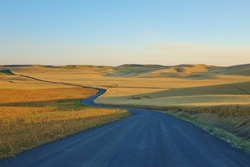 Long winding road through the rolling hills and wheat fields of the Palouse in eastern Washington state on a clear blue sky summer day.