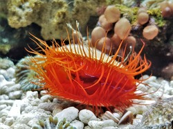 A red flame scallop in marine aquarium. It has a bright red mantel,red tentacles,it has always showed the flashing light display,Ctenoides scaber is a saltwater clam (bivalve mollusc) ,family Limidae.