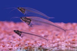 The cute glass catfish (Phantom,Ghost Catfish) in freshwater aquarium. Kryptopterus Bicirrhis  have opaque, transparent or translucent bodies, Native to rivers in Thailand. 