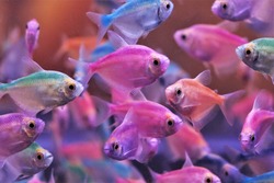 The colorful tetras Fish (Gymnocorymbus ternetzi) in fish tank. These fish were injected with color to make it beautiful for trade.