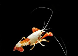 The colorful of crayfish shrimp (Procambalus clarkii) on black isolated background. Crayfish, crawfish, crawdads, freshwater lobsters, mudbugs or yabbies, are freshwater crustaceans. 