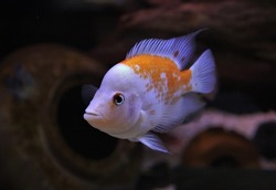 A young Red devil cichlid is swimming in freshwater aquarium. Amphilophus labiatus is freshwater ornamental fish endemic to Lake Managua and Lake Nicaragua in Central American.